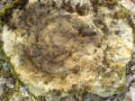 DSC00102.JPG (452417 octets)